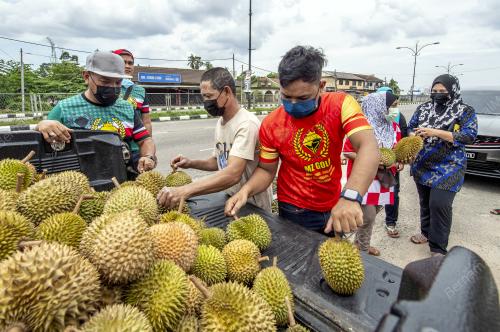 DURIAN PERCUMA PANDU LALU