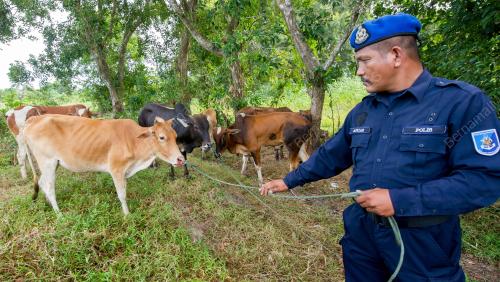 KB03_24082016_LEMBU