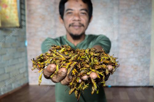 BELALANG PADI