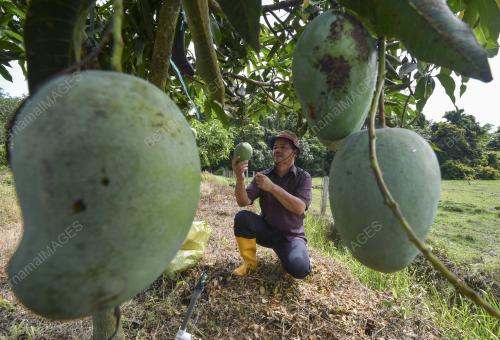 MANGGA HARUM MANIS