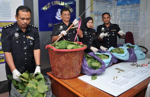 KB03_27012014_DAUN_KETUM