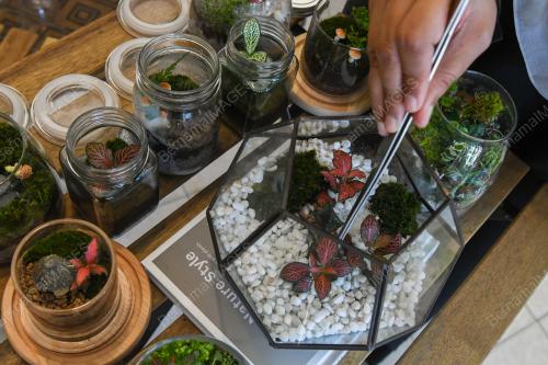 TERRARIUM HIASAN