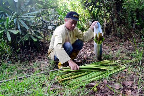 KB03_27062016_DAUN_PALAS