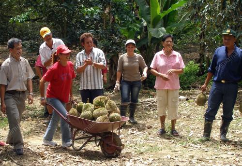 DURIAN KUNYIT