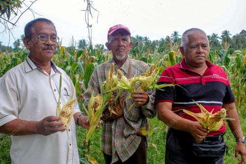 SERANGAN RERAMA