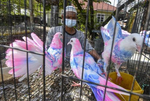 BURUNG MERPATI PELANGI