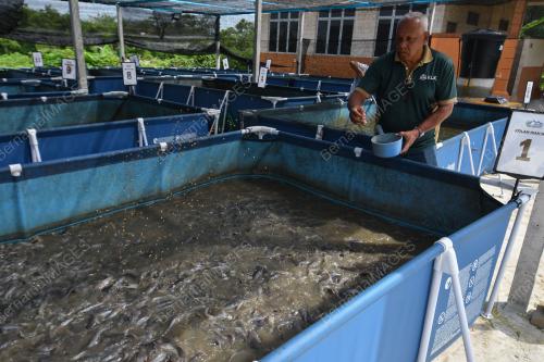 SEJATI MADANI TERNAK IKAN KELI