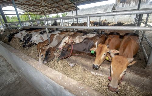 KB03_30092019_LEMBU_BN201909302719