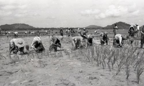 UPACARA MENCEDUNG PADI