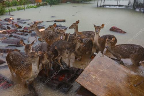 BANJIR DI KANDANG RUSA