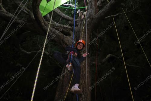 NIGHT ON TREE