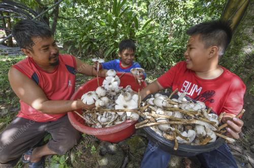 KB04_01052019_CENDAWAN