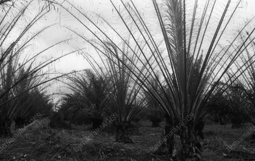 KB04_02032015_LADANG_SAWIT