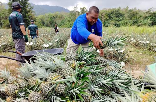 NANAS MD2 LADANG PERMATANG SUNGKAI