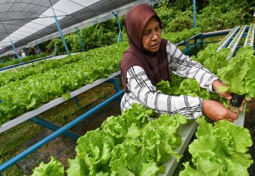MELOR_SALAD