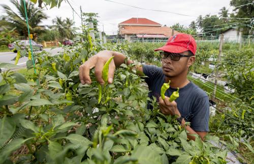 EMPAT SEKAWAN TANAM CILI