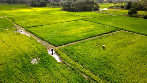 AKTIVITI PESAWAH