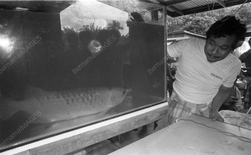 KB04_05032019_IKAN_AROWANA