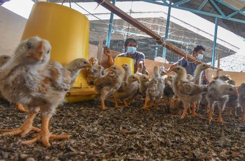 PROJEK TERNAKAN AYAM KAMPUNG KACUK