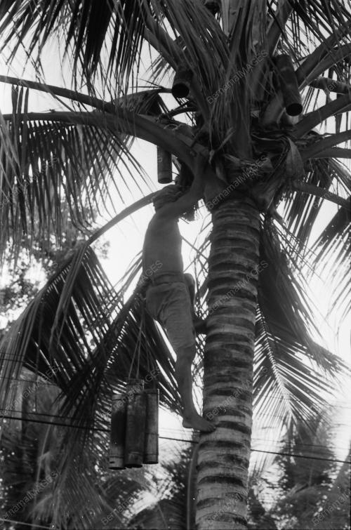 NIRA KELAPA