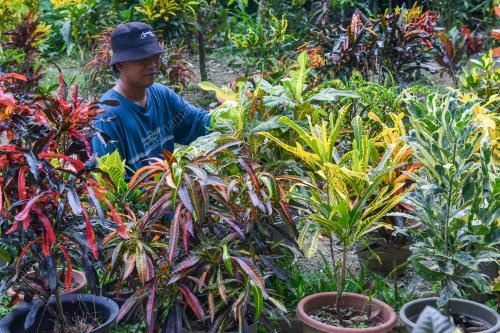 POKOK PUDING