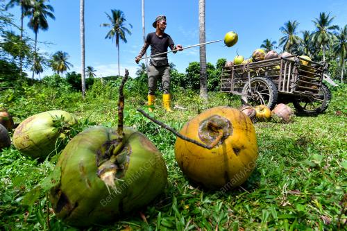 PEMBORONG_KELAPA