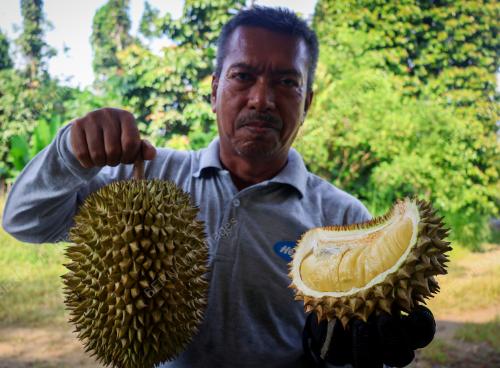 DURIAN TOK LITOK