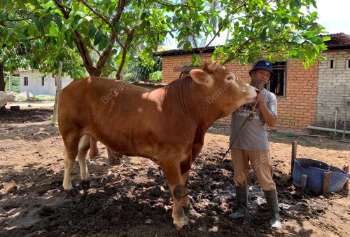 LEMBU KORBAN SADO