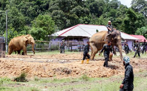 KB04_13042017_GAJAH