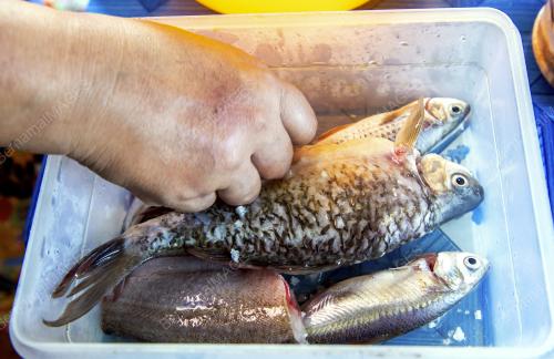 KB04_13112019_IKAN_PEKASAM