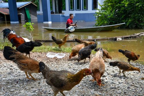 BANJIR DI RANTAU PANJANG