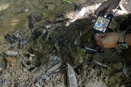 KESAN TAPAK KAKI HARIMAU