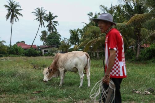 LEMBU TERNAKAN KORBAN