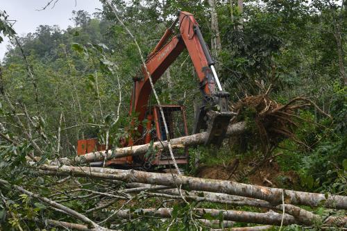 PENEBANGAN POKOK GETAH