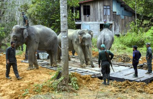 OPERASI PINDAH GAJAH