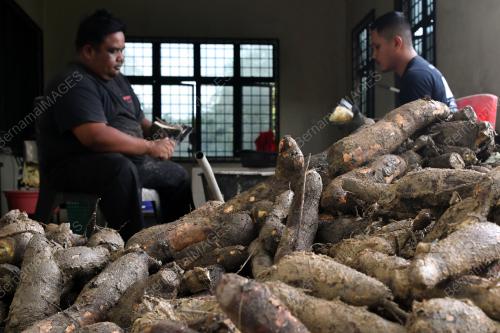 TEPUNG UBI KAYU