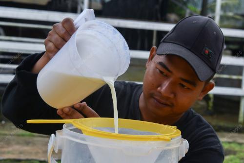 KB04_20012026_SUSU_LEMBU