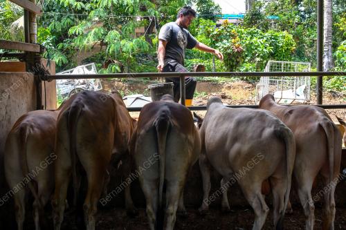 LEMBU KORBAN