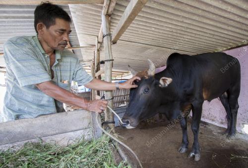 KB04_22092015_LEMBU