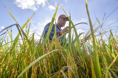 TINJAUAN AKTIVITI PEKERJA SAWAH PADI