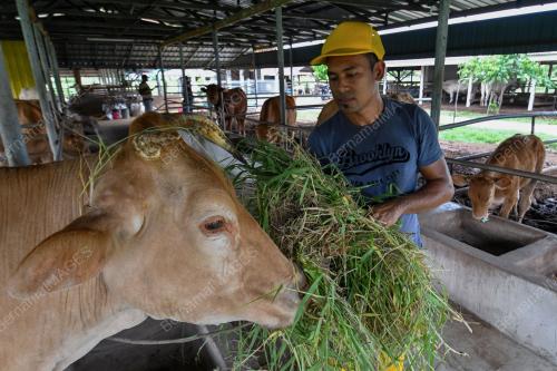 PENTERNAK LEMBU