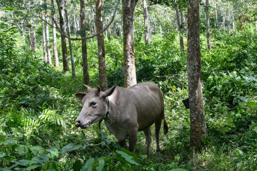 KEBUN GETAH TERBIAR