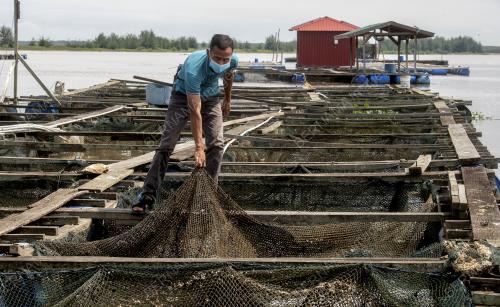 IKAN_MATI