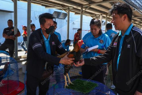 PERTANDINGAN RATU AYAM PERINGAT NASIONAL