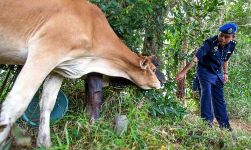 KB04_24082016_LEMBU