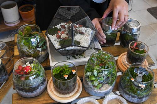 TERRARIUM HIASAN