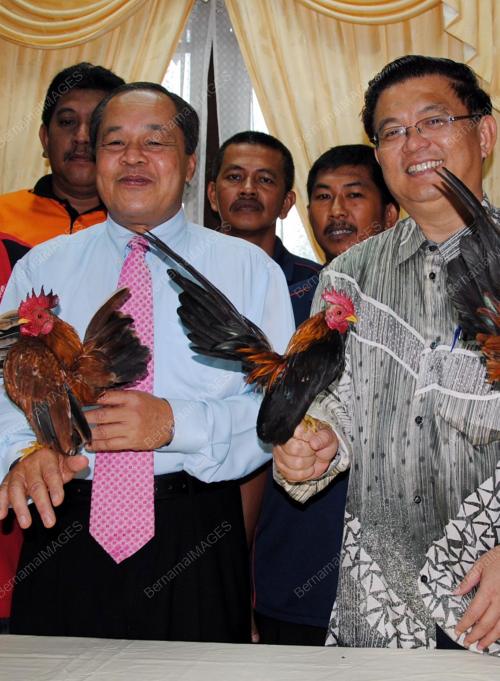 AYAM KATEK