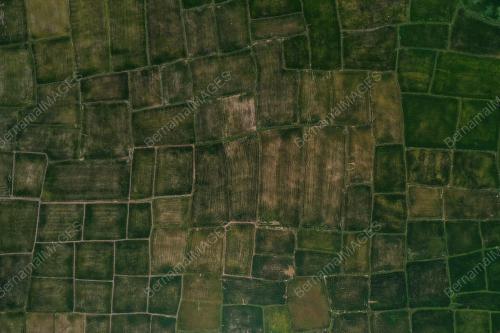 SAWAH PADI KEMARAU