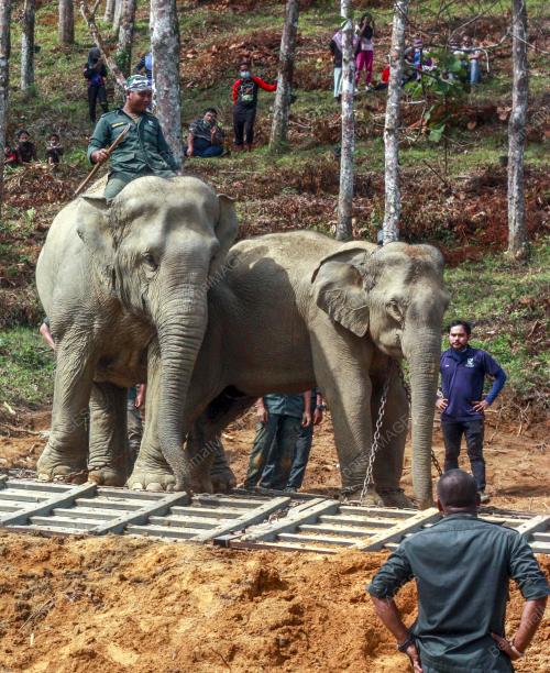 PINDAH GAJAH LIAR