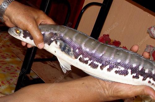 IKAN TOMAN